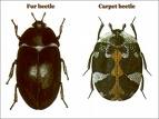 carpet_beetle.jpg