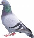 feral_pigeon.jpg